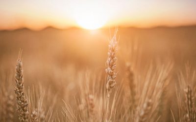 FDC Group: Supporting the Next Generation of Irish Farmers