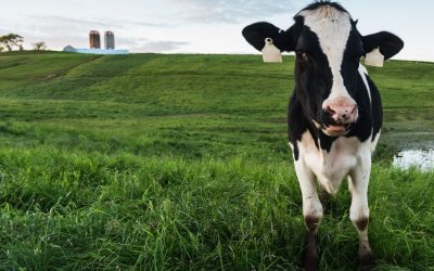 Accelerated Capital Allowance Scheme for Slurry Storage Facilities: Improving Sustainability for Farmers