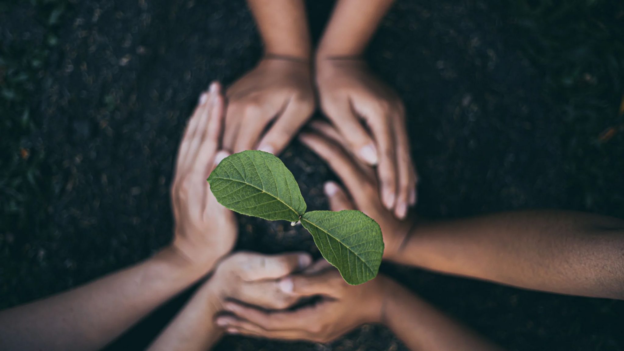 Farmer planting a tree